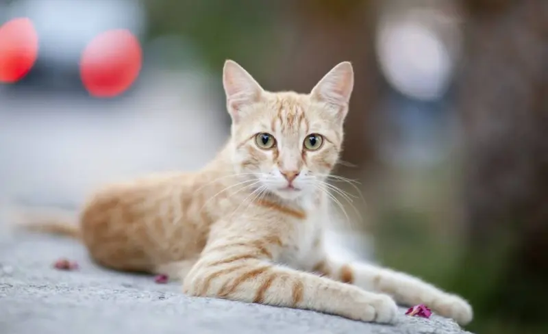 Этапы жизни кошки: от игривого котёнка до почтенного возраста