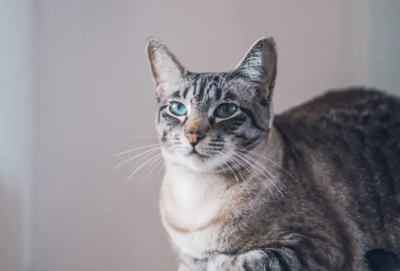 Этапы жизни кошки: от игривого котёнка до почтенного возраста