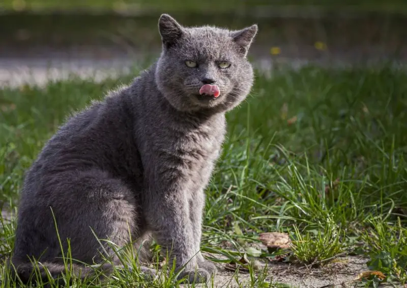 Этапы жизни кошки: от игривого котёнка до почтенного возраста