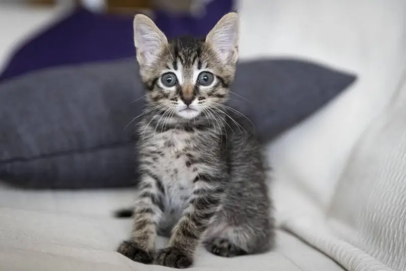 Этапы жизни кошки: от игривого котёнка до почтенного возраста