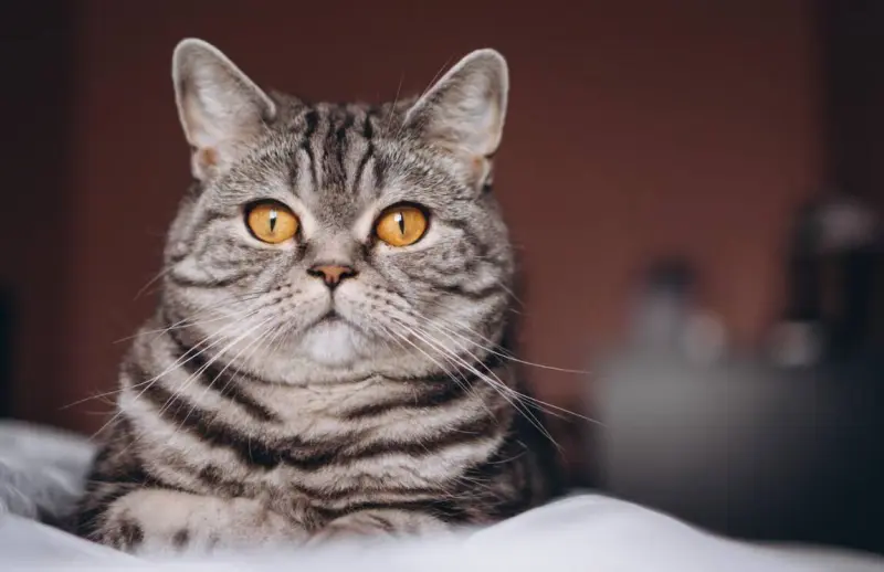 Этапы жизни кошки: от игривого котёнка до почтенного возраста