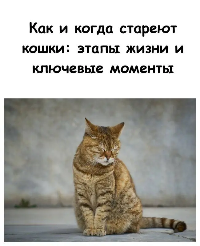 Этапы жизни кошки: от игривого котёнка до почтенного возраста