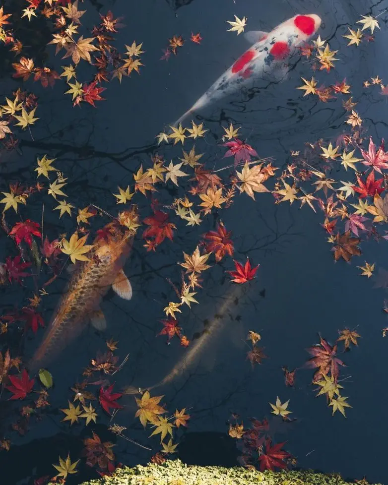 Волшебные улицы Японии: городская фотография Юмы Ямашиты