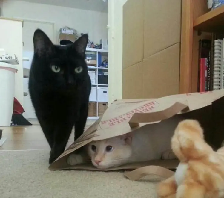 Смешные прятки домашних питомцев: когда инстинкты подводят