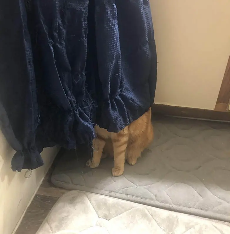 Смешные прятки домашних питомцев: когда инстинкты подводят