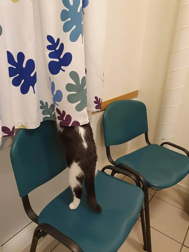 Смешные прятки домашних питомцев: когда инстинкты подводят