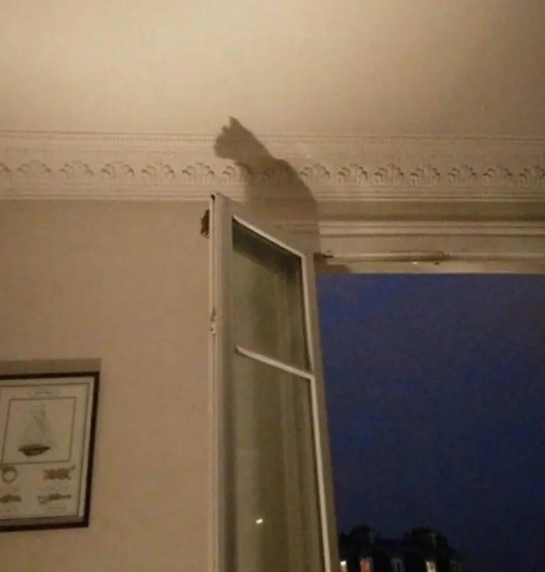 Смешные прятки домашних питомцев: когда инстинкты подводят