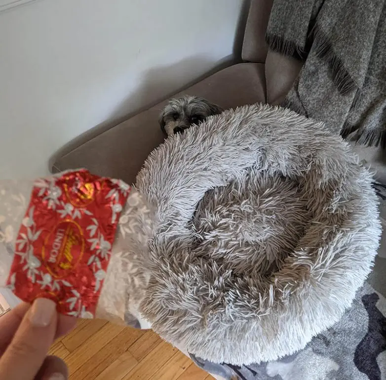 Смешные прятки домашних питомцев: когда инстинкты подводят