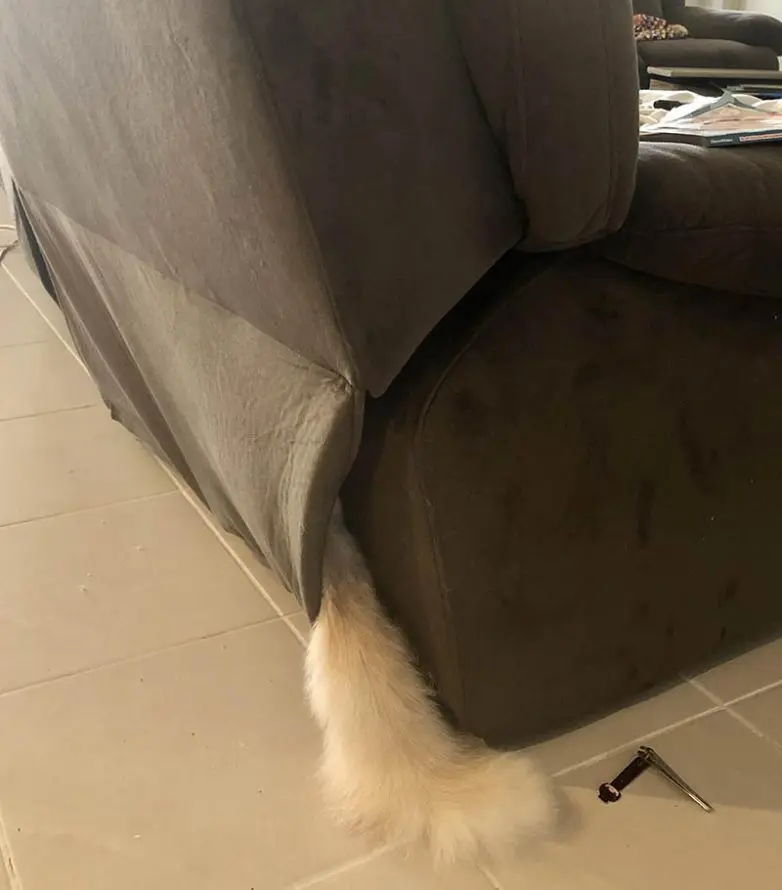 Смешные прятки домашних питомцев: когда инстинкты подводят