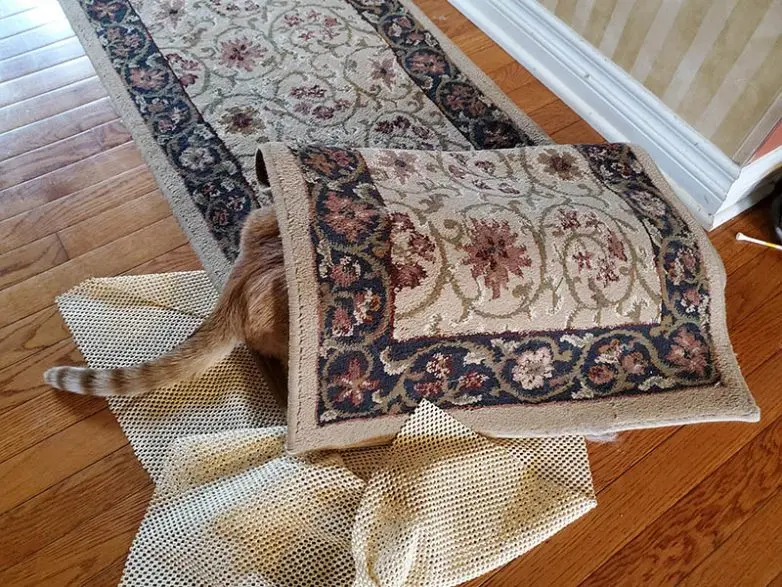 Смешные прятки домашних питомцев: когда инстинкты подводят