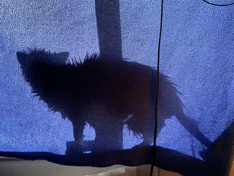 Смешные прятки домашних питомцев: когда инстинкты подводят