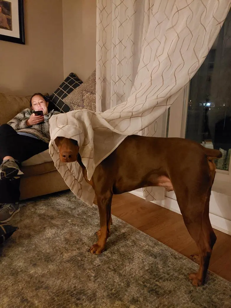 Смешные прятки домашних питомцев: когда инстинкты подводят