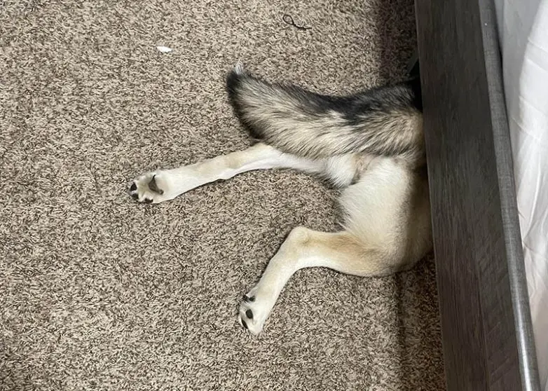 Смешные прятки домашних питомцев: когда инстинкты подводят