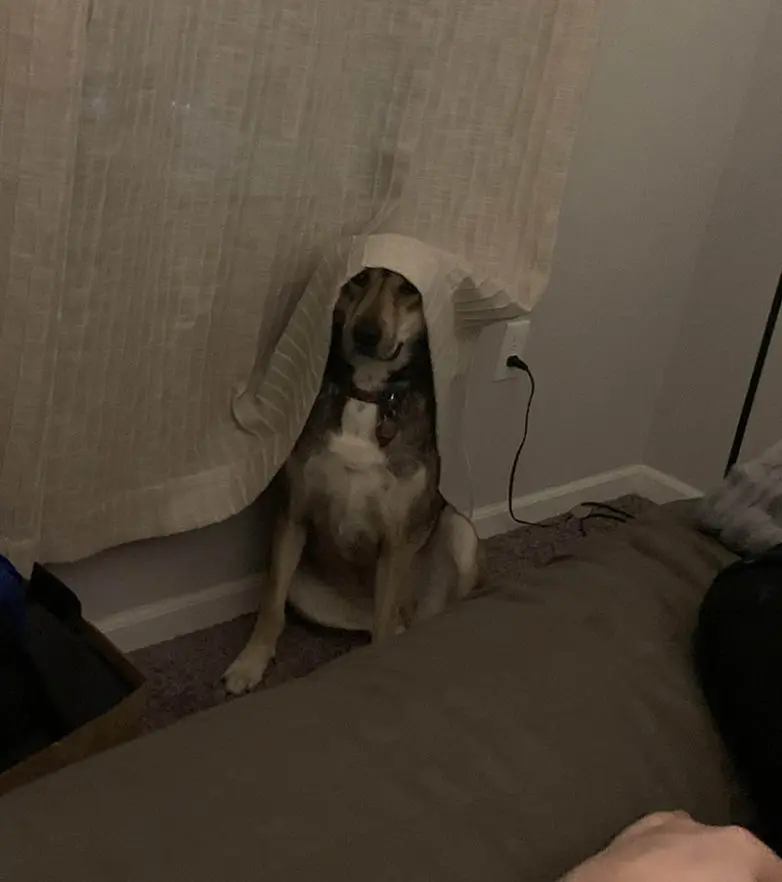 Смешные прятки домашних питомцев: когда инстинкты подводят