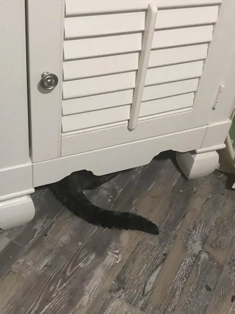 Смешные прятки домашних питомцев: когда инстинкты подводят