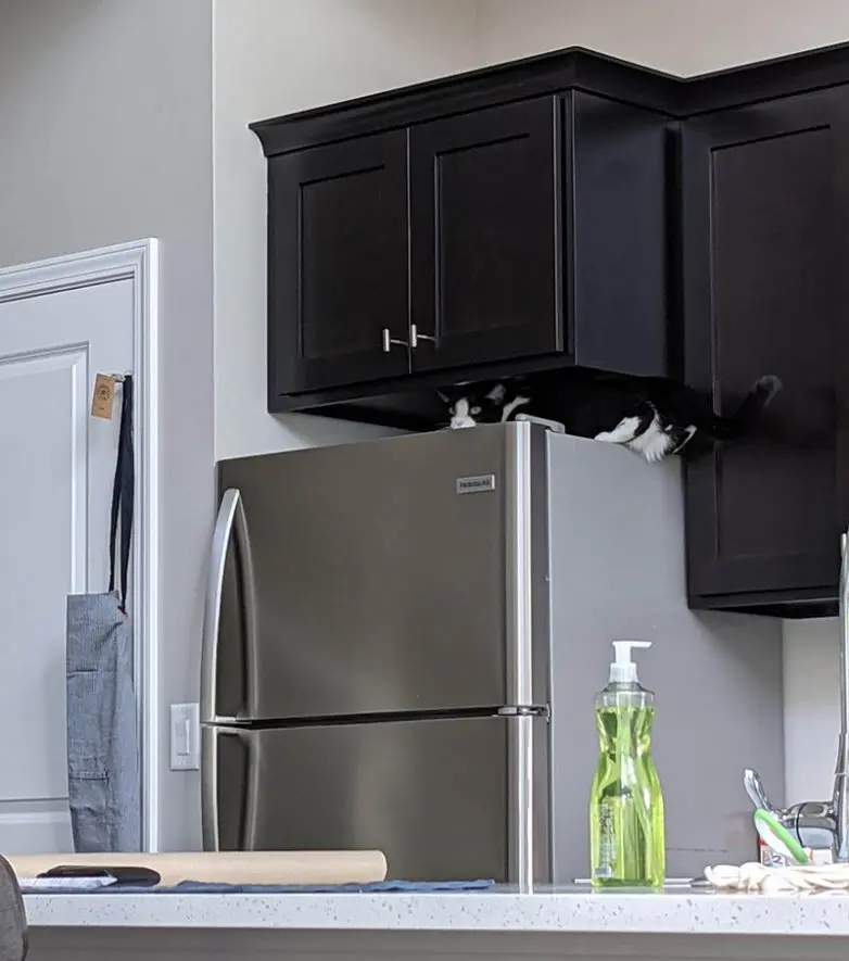 Смешные прятки домашних питомцев: когда инстинкты подводят