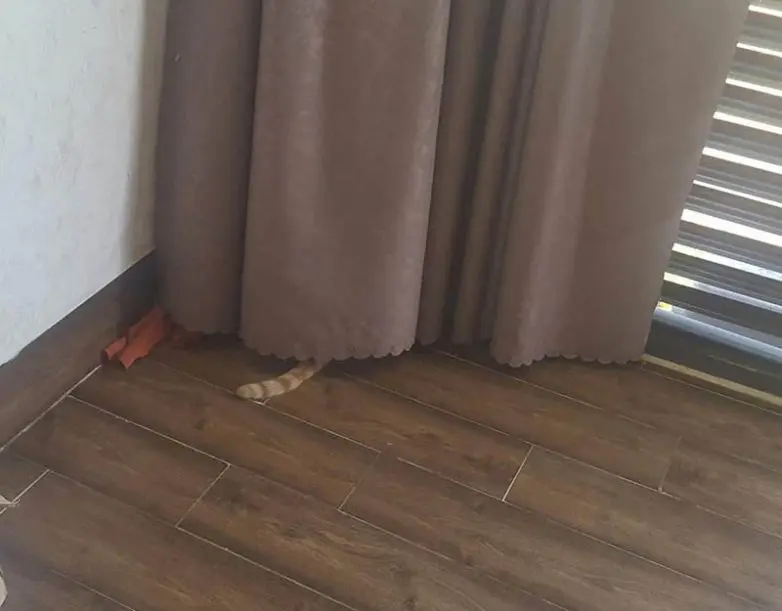 Смешные прятки домашних питомцев: когда инстинкты подводят