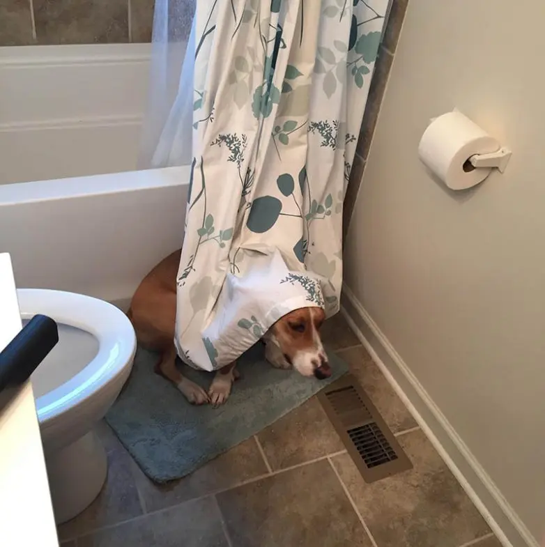 Смешные прятки домашних питомцев: когда инстинкты подводят