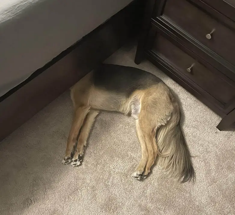 Смешные прятки домашних питомцев: когда инстинкты подводят