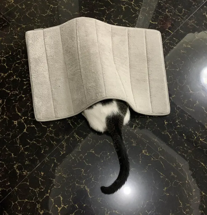 Смешные прятки домашних питомцев: когда инстинкты подводят