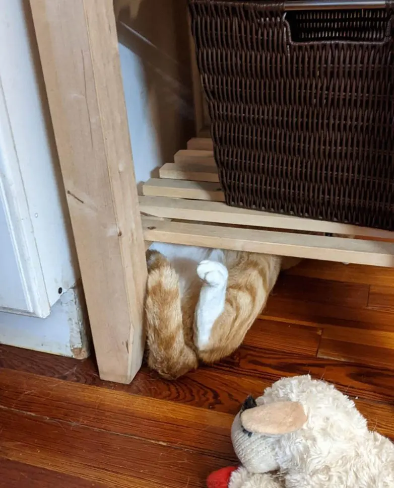 Смешные прятки домашних питомцев: когда инстинкты подводят