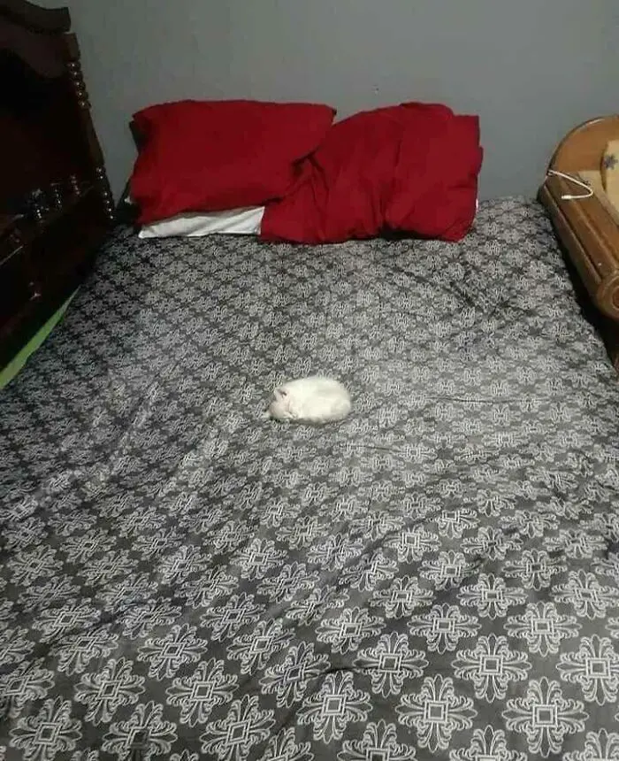 Котята, которые настолько малы, что это почти нереально