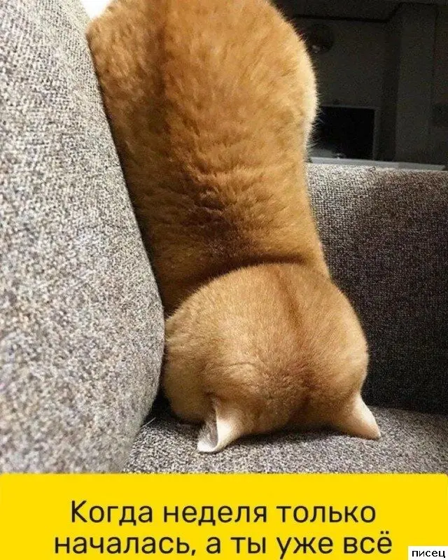 Смешные приколы Писца на тему «Когда»