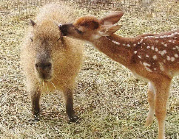 Капибара: Универсальный друг для всех в животном мире