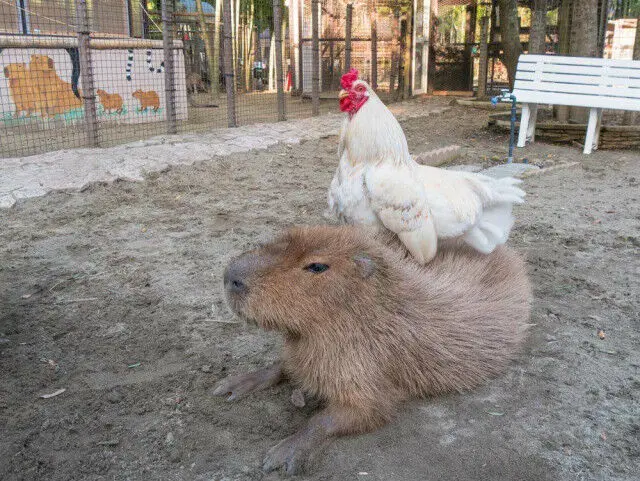 Капибара: Универсальный друг для всех в животном мире