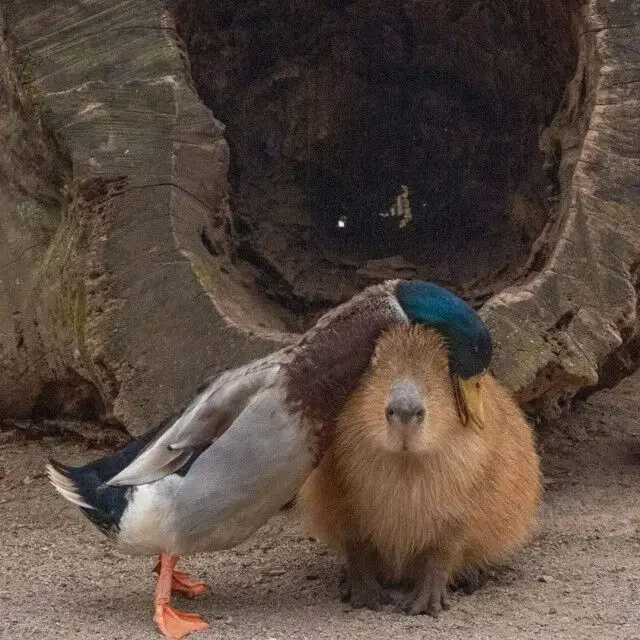 Капибара: Универсальный друг для всех в животном мире