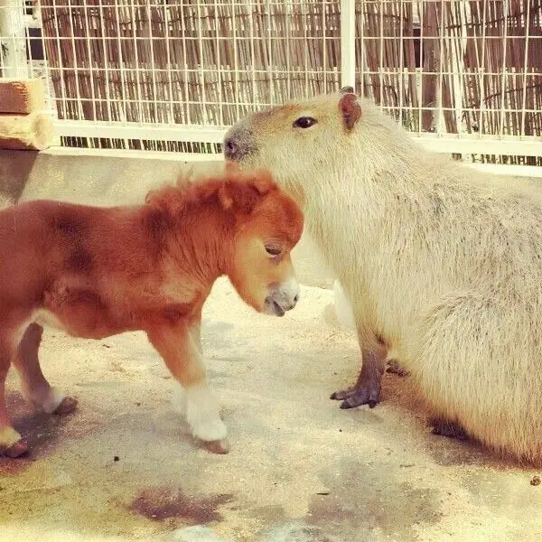 Капибара: Универсальный друг для всех в животном мире
