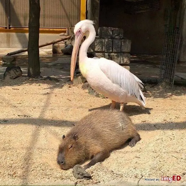 Капибара: Универсальный друг для всех в животном мире