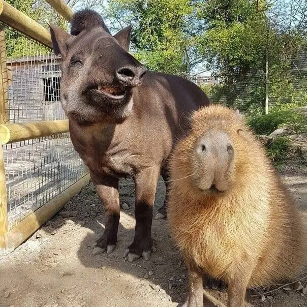 Капибара: Универсальный друг для всех в животном мире