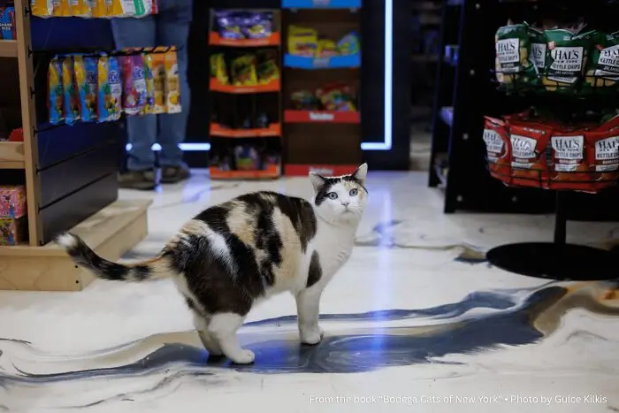 Коты на работе: 16 пушистых сотрудников, которые трудятся не покладая лап