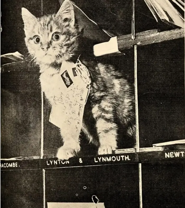 Коты на работе: 16 пушистых сотрудников, которые трудятся не покладая лап