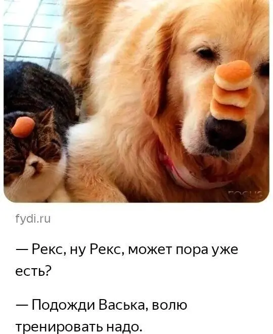 40 смешных картинок для отличного настроения