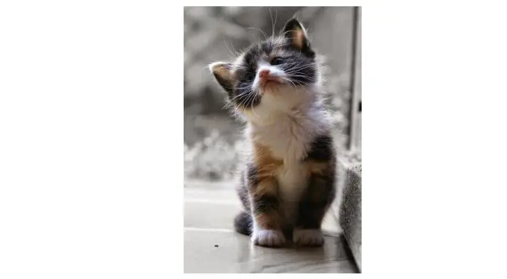 40 смешных картинок для отличного настроения