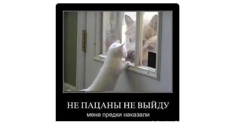 40 смешных картинок для отличного настроения