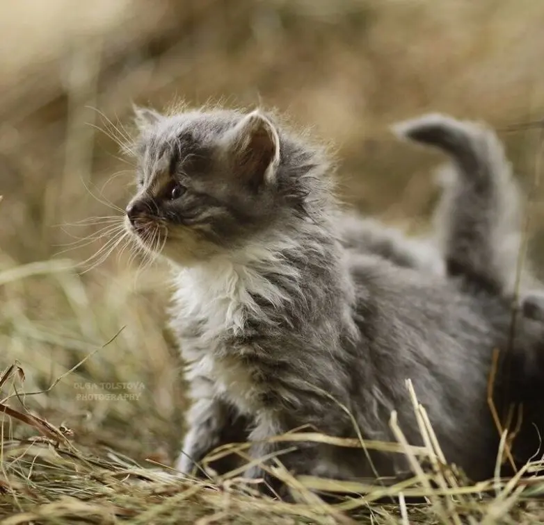 40 смешных картинок для отличного настроения