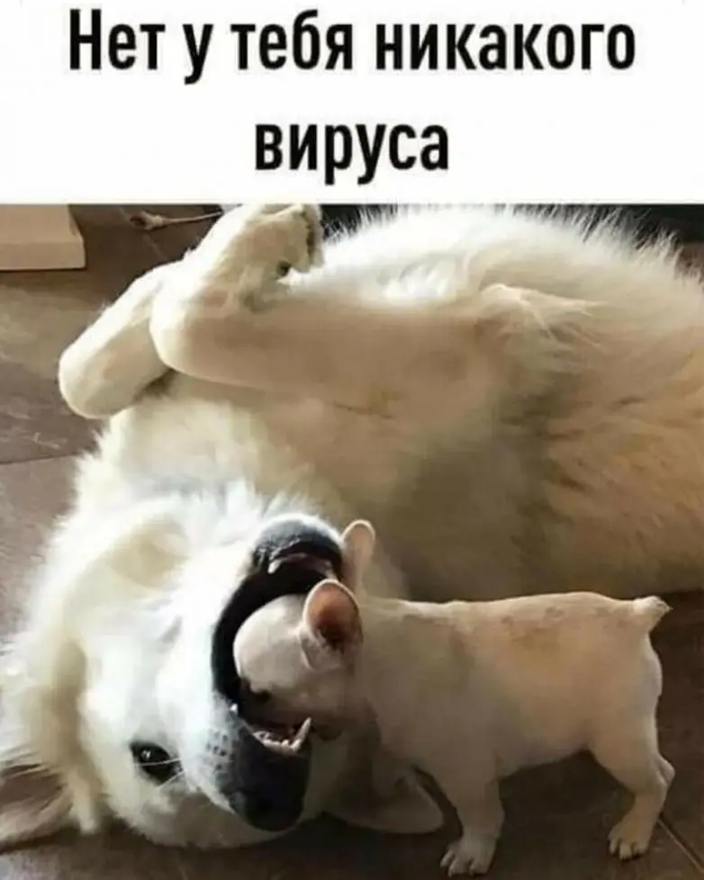 40 смешных картинок для отличного настроения