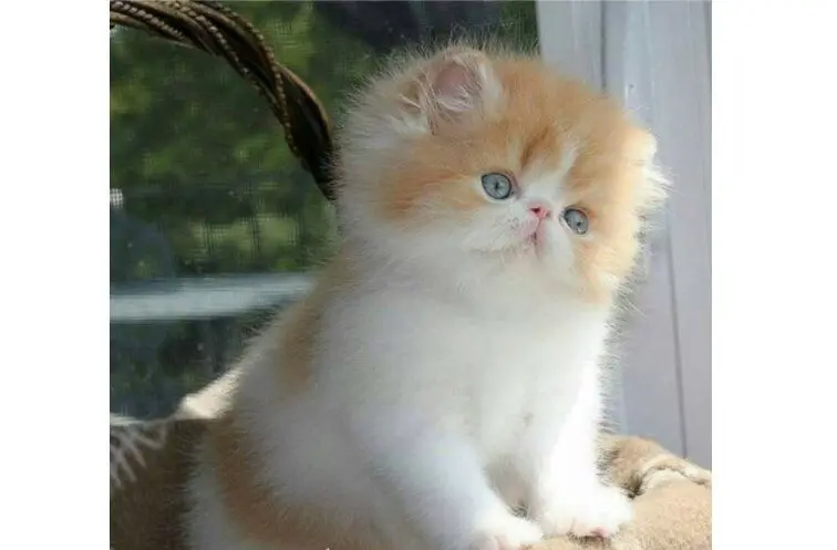 40 смешных картинок для отличного настроения