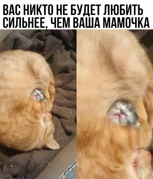 40 смешных картинок для отличного настроения