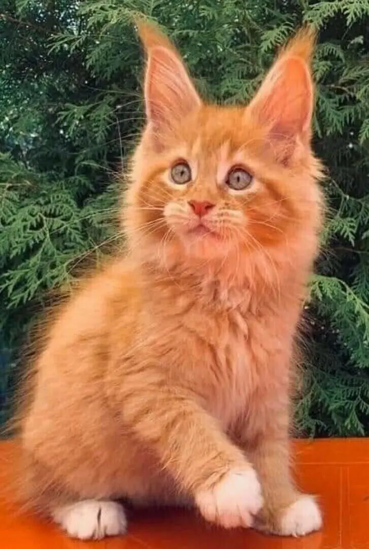 40 смешных картинок для отличного настроения