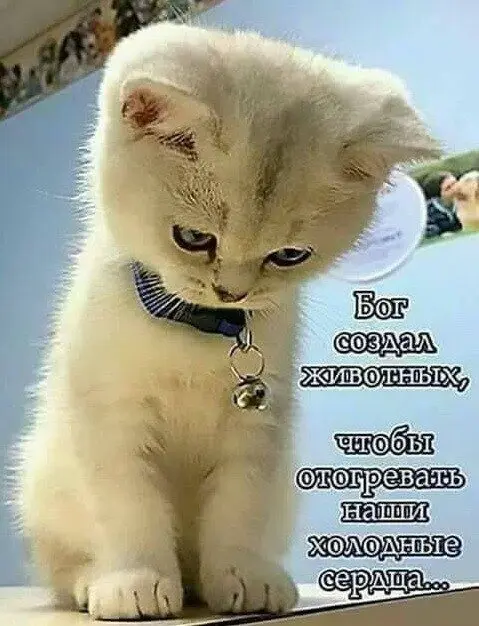 40 смешных картинок для отличного настроения