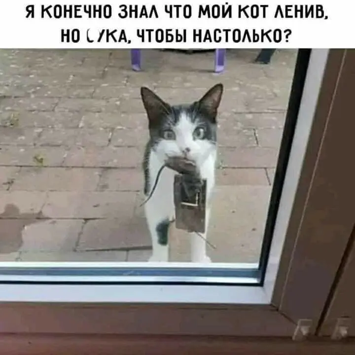 40 смешных картинок для отличного настроения