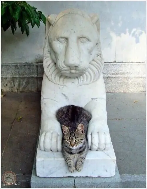 40 смешных картинок для отличного настроения