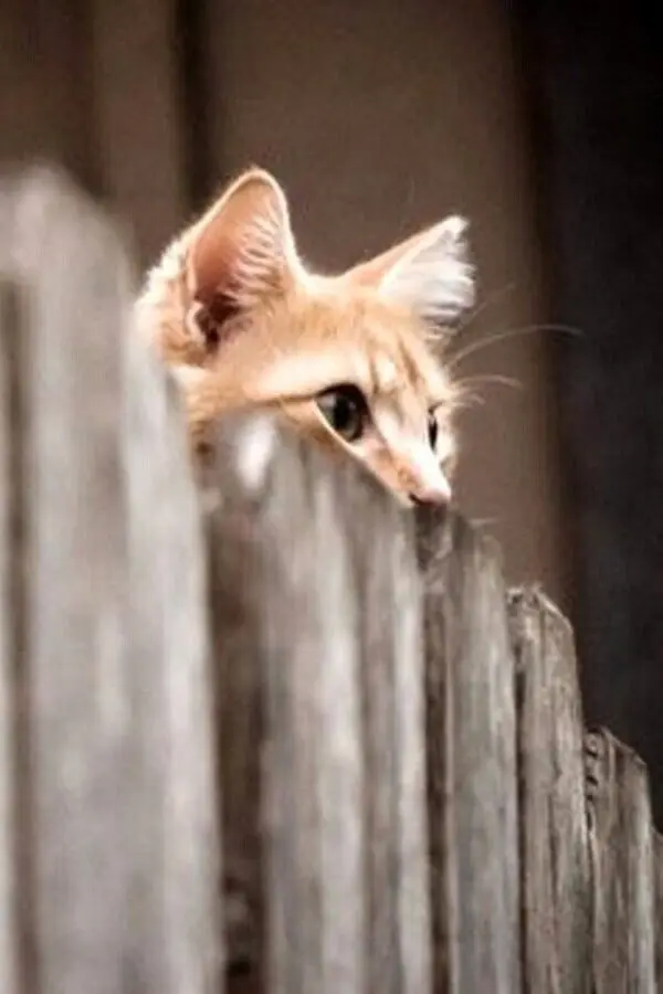 40 смешных картинок для отличного настроения