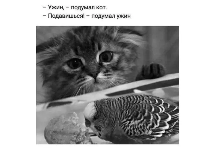 40 смешных картинок для отличного настроения