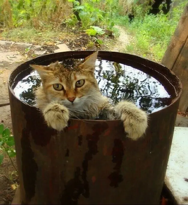 40 смешных картинок для отличного настроения