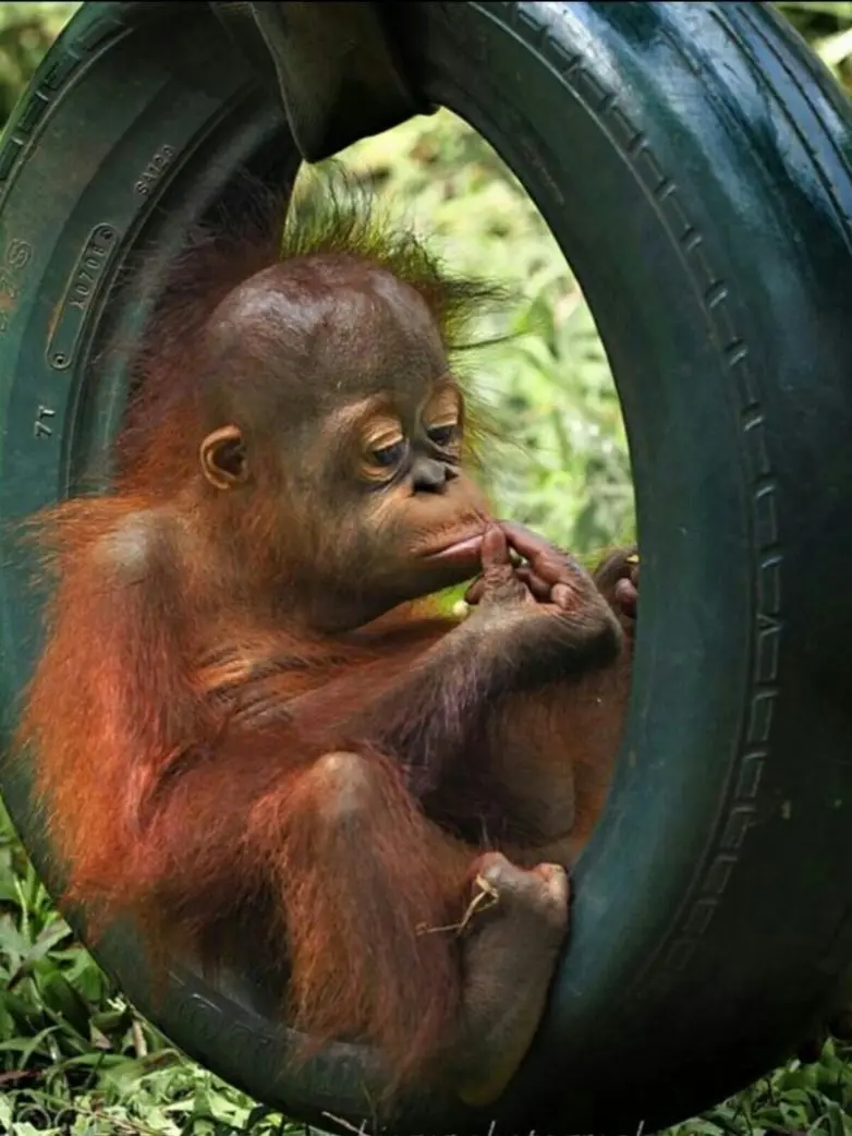 40 смешных картинок для отличного настроения